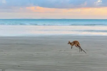 Canguro che salta sulla spiaggia con il mare calmo e il cielo nuvoloso sullo sfondo.