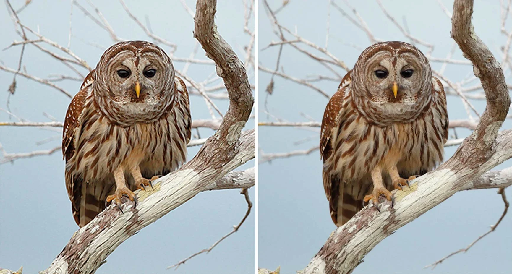Eule mit braun-weiß gemustertem Gefieder sitzt auf einem Ast vor hellem Himmel. Links ohne, rechts mit WhiteWall SuperResolution.
