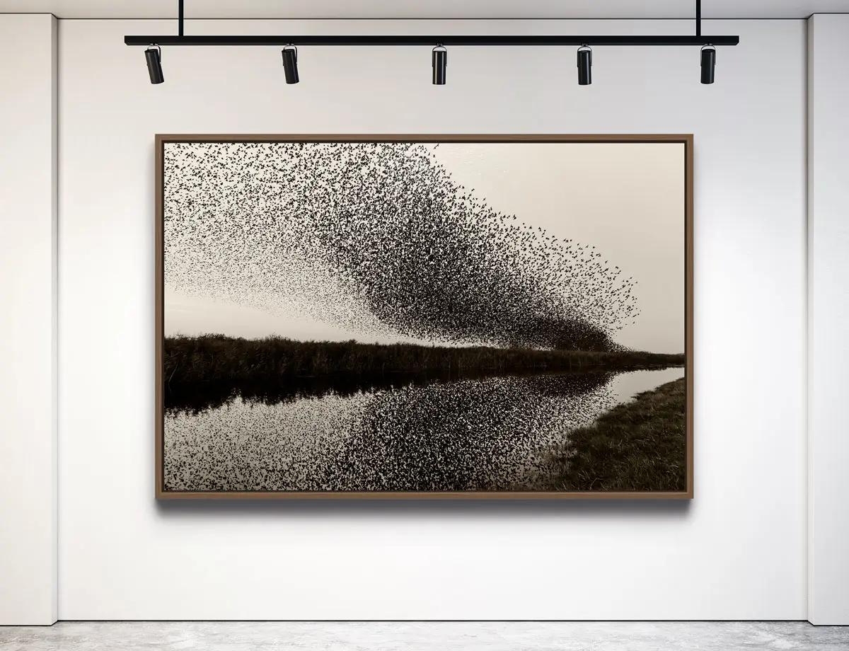 Starling murmuration in nature with reflection in the water.