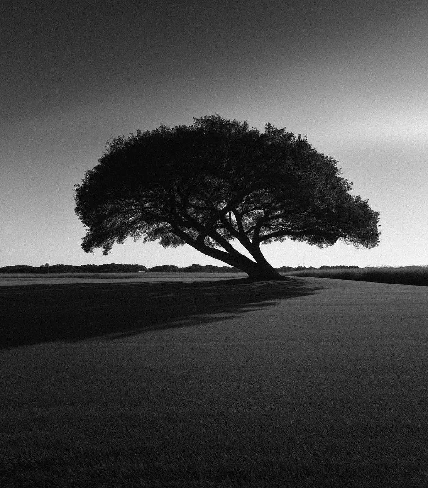 A large, solitary tree with overhanging branches stands in a flat landscape. The picture is in black and white.