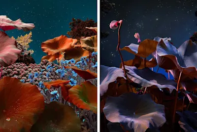 Two juxtaposed images of colourful plant landscapes at night with a starry sky.