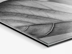 Ilford B/W Photo Print Under Acrylic Glass
