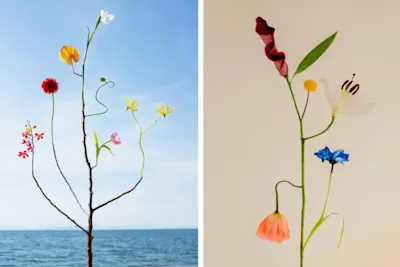 bound species by Jennifer Latour, two images.