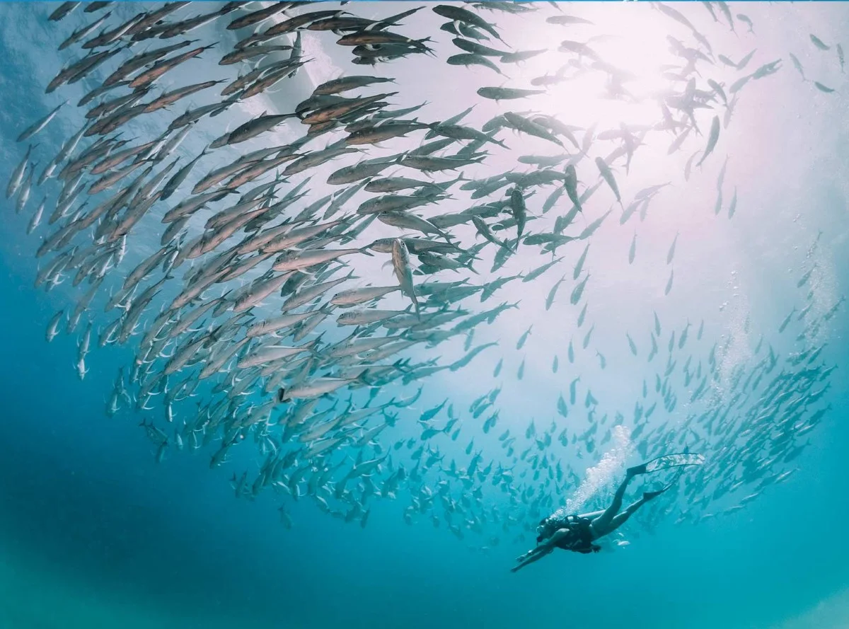 Un buceador nada bajo un gran banco de peces plateados en aguas cristalinas.