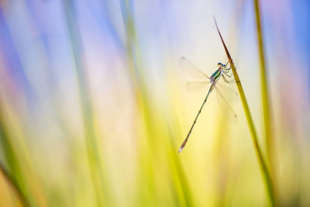 Macro photography of dragonfly hanging on a blade of grass.