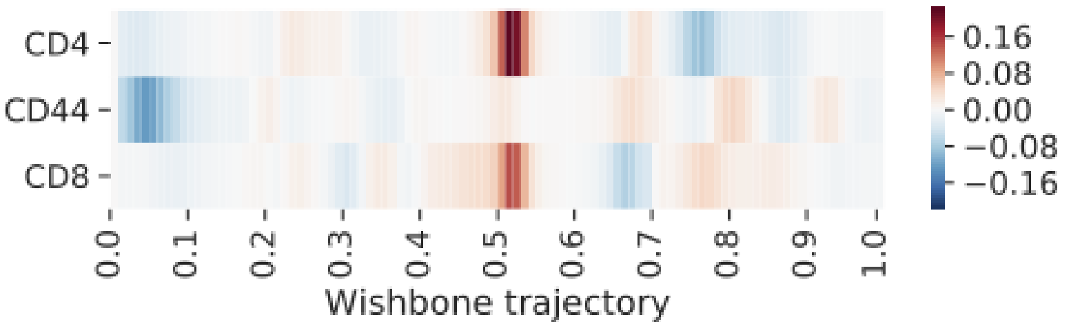 Wishbone trajectory derivative heatmap