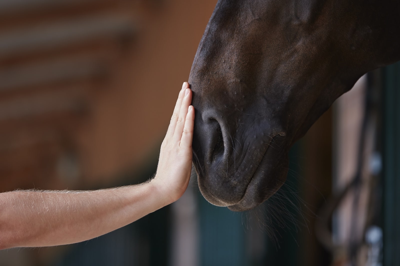 What Is Equine Therapy: Understanding Its Benefits and Applications