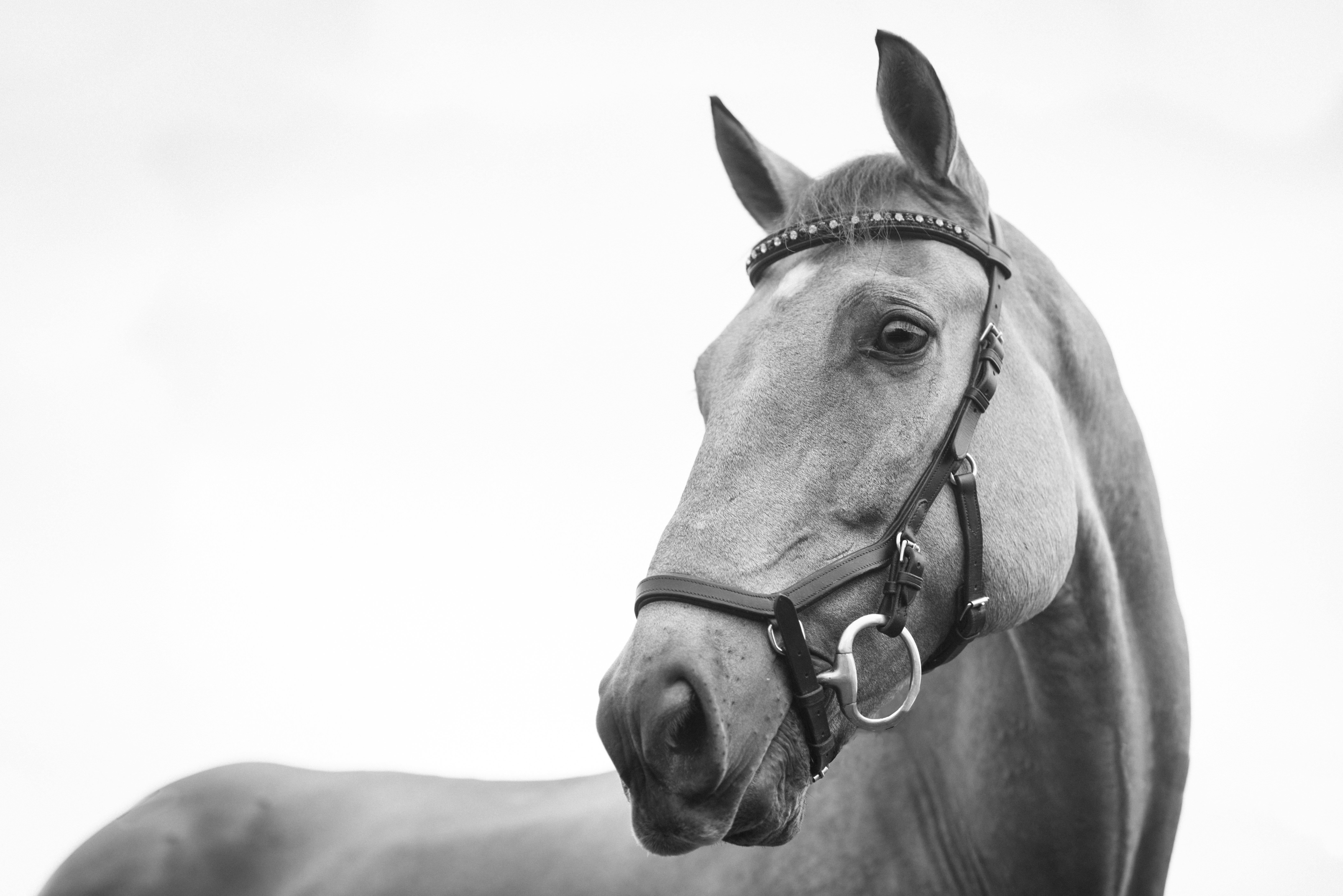 The Ultimate Guide to Horse Breeds