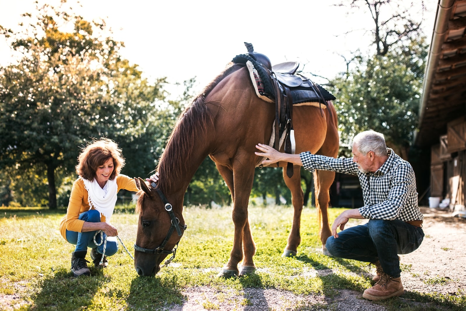 Horse Retirement: What Every Owner Needs to Know