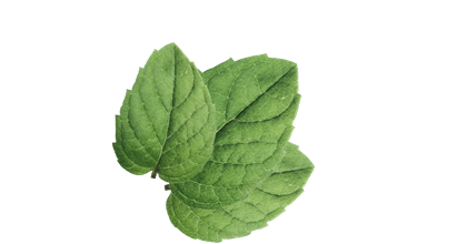  Une feuille de menthe verte