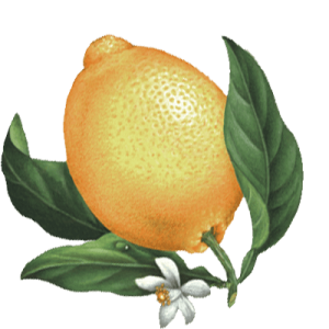  A Lemon with leaves
