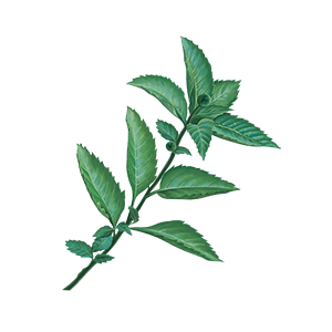 A sprig of Damiana