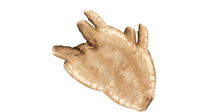  A piece of Ginger