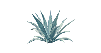 An Agave plant