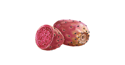 Illustration of a prickly pear