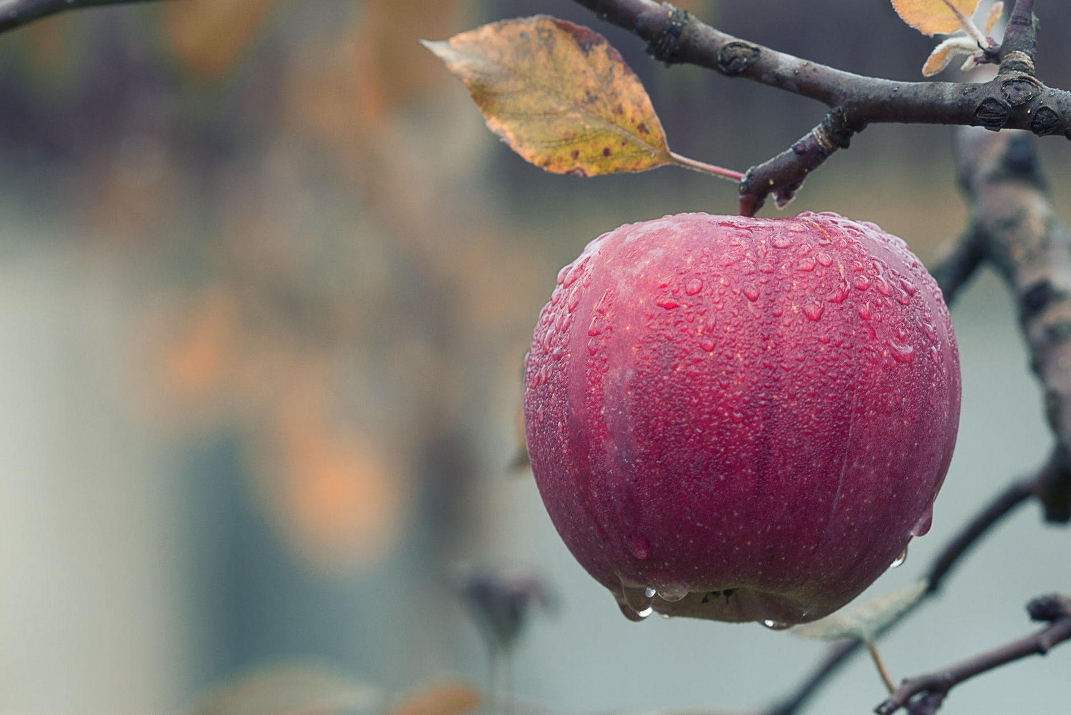 a red apple still attached to a tree branch with crips morning mildew across its surface