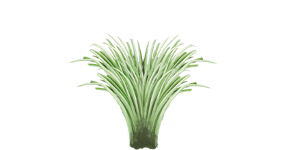Blades of Lemon Grass