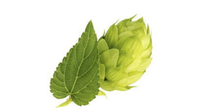 Un peu de houblon