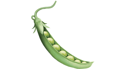 Pois dans une cosse de pois
