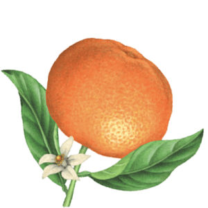  A Mandarin orange