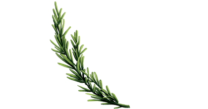 une branche de romarin