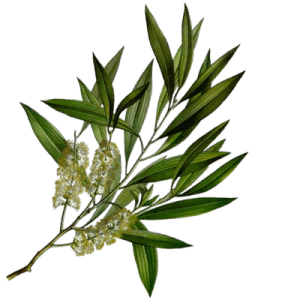 close up of cascarilla plant