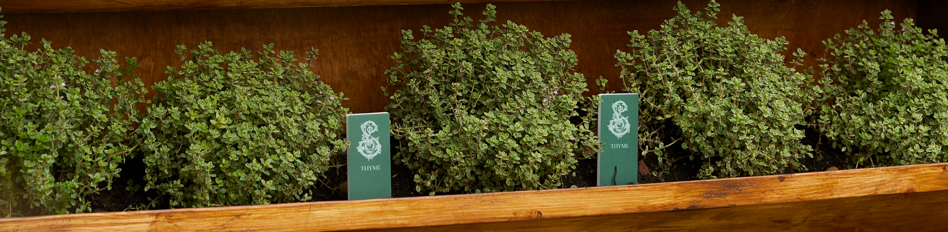 Growing Thyme