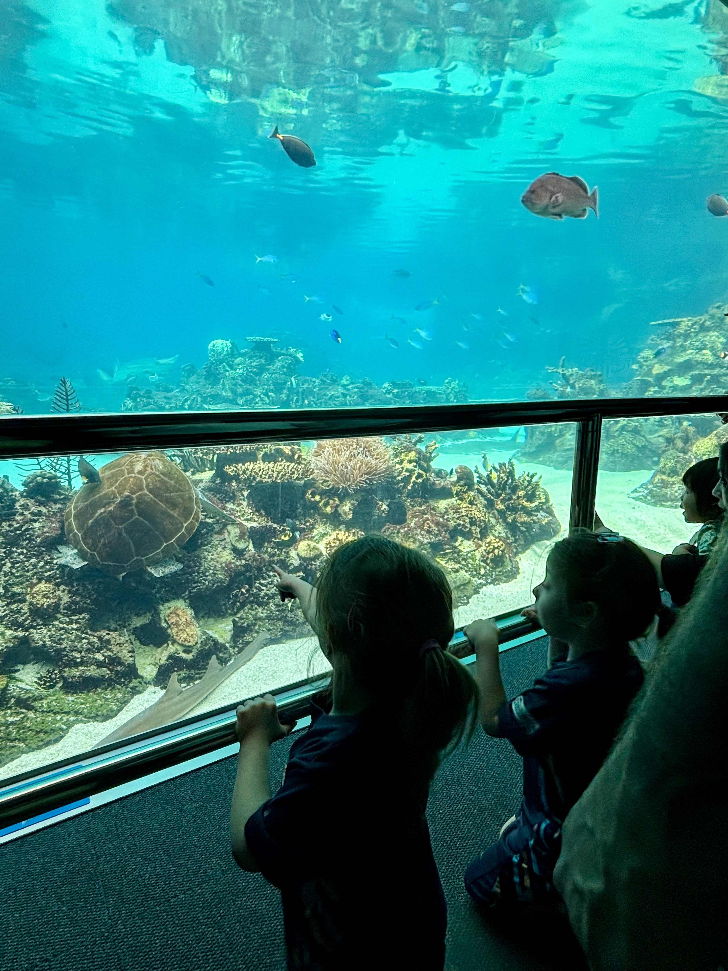 Watching fish on Starlight Wish