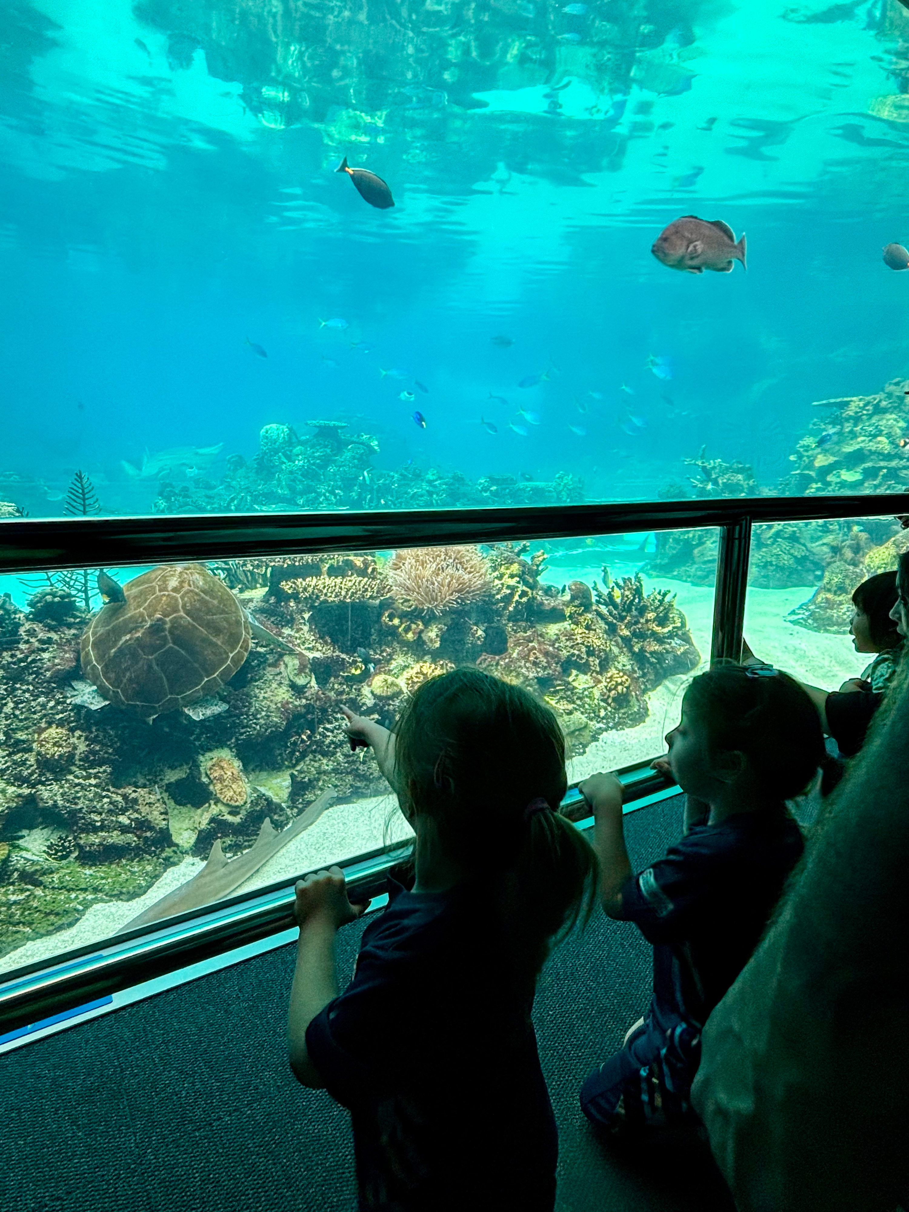 Watching fish on Starlight Wish