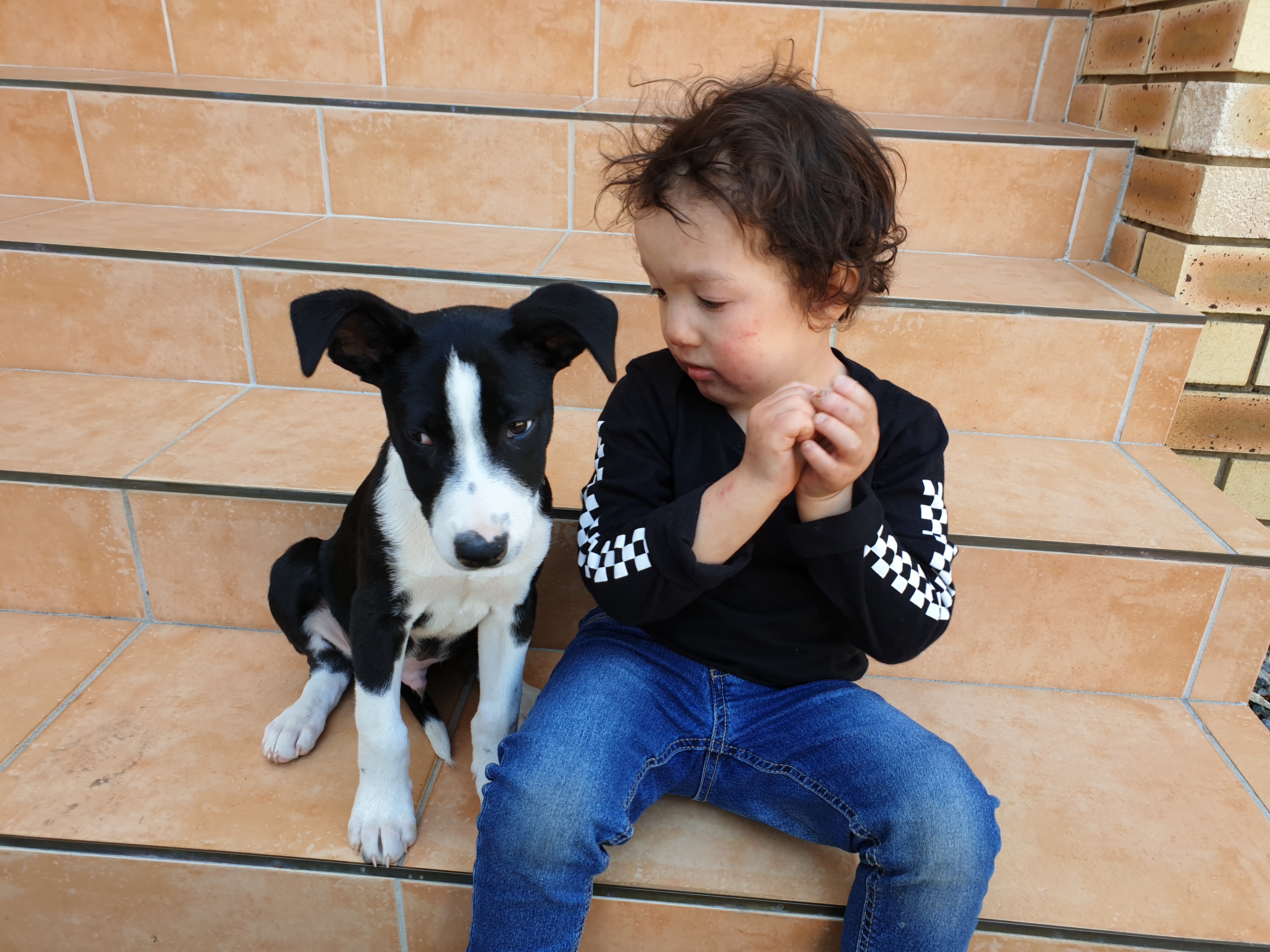 Timmy and his dog