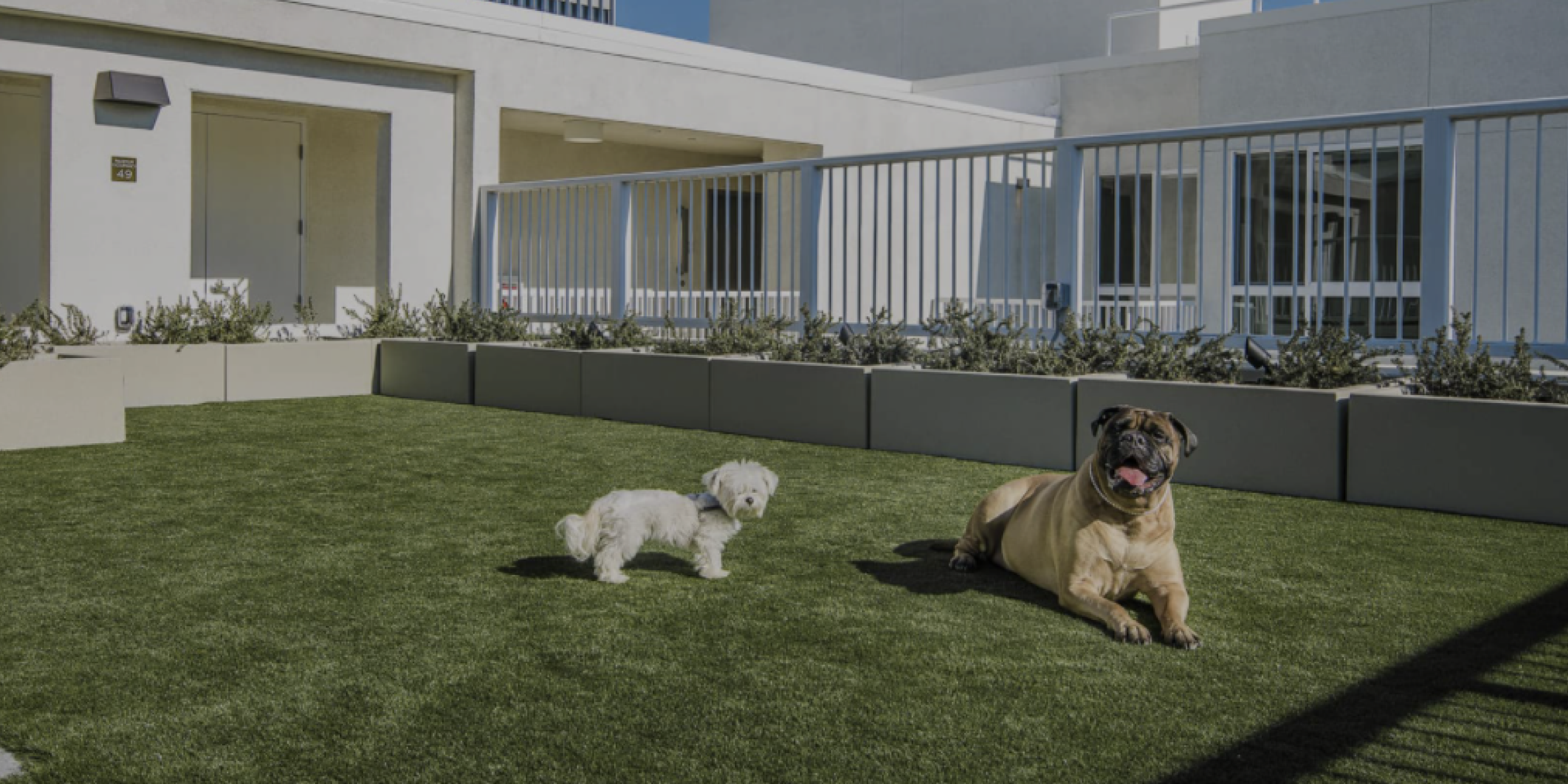 A photo of two dogs enjoying the dog park at The Olive, an apartment that accepts Rhino in LA