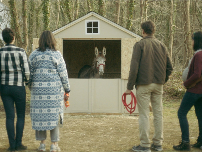 About A Donkey