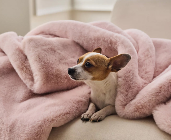 Small brown and white dog nestled in a plush pink blanket on a beige couch, looking to the side with alert ears.