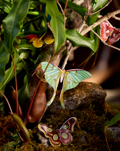 Light green luna moth with long tails resting on brown pitcher plant surrounded by moss, leaves, and smaller moth below.