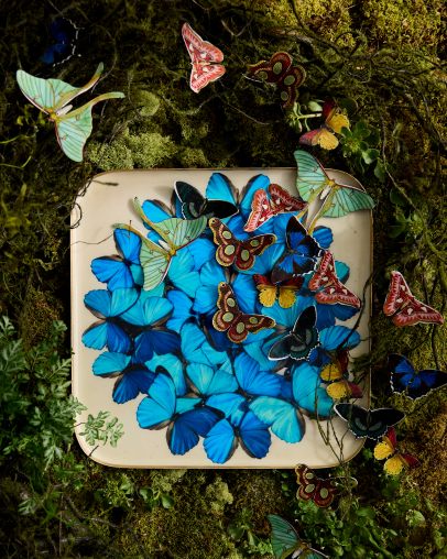 Colorful butterflies in blue, green, and red patterns arranged on a white square plate placed on mossy ground.