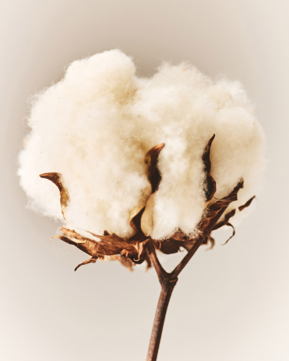 regenerative cotton