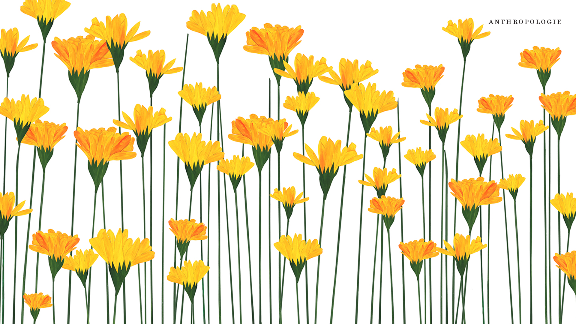 Free Virtual Backgrounds, Flower Zoom Backgrounds