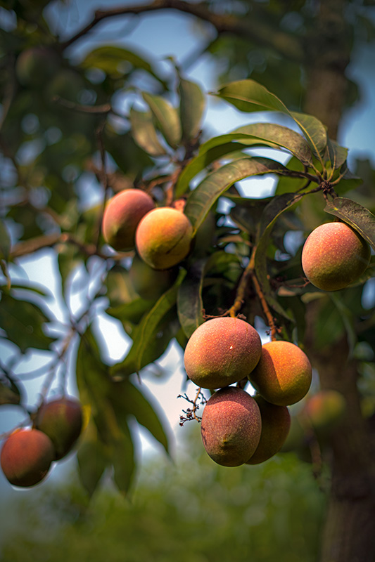 Raspuri- The ‘Sweet Mango’ of South