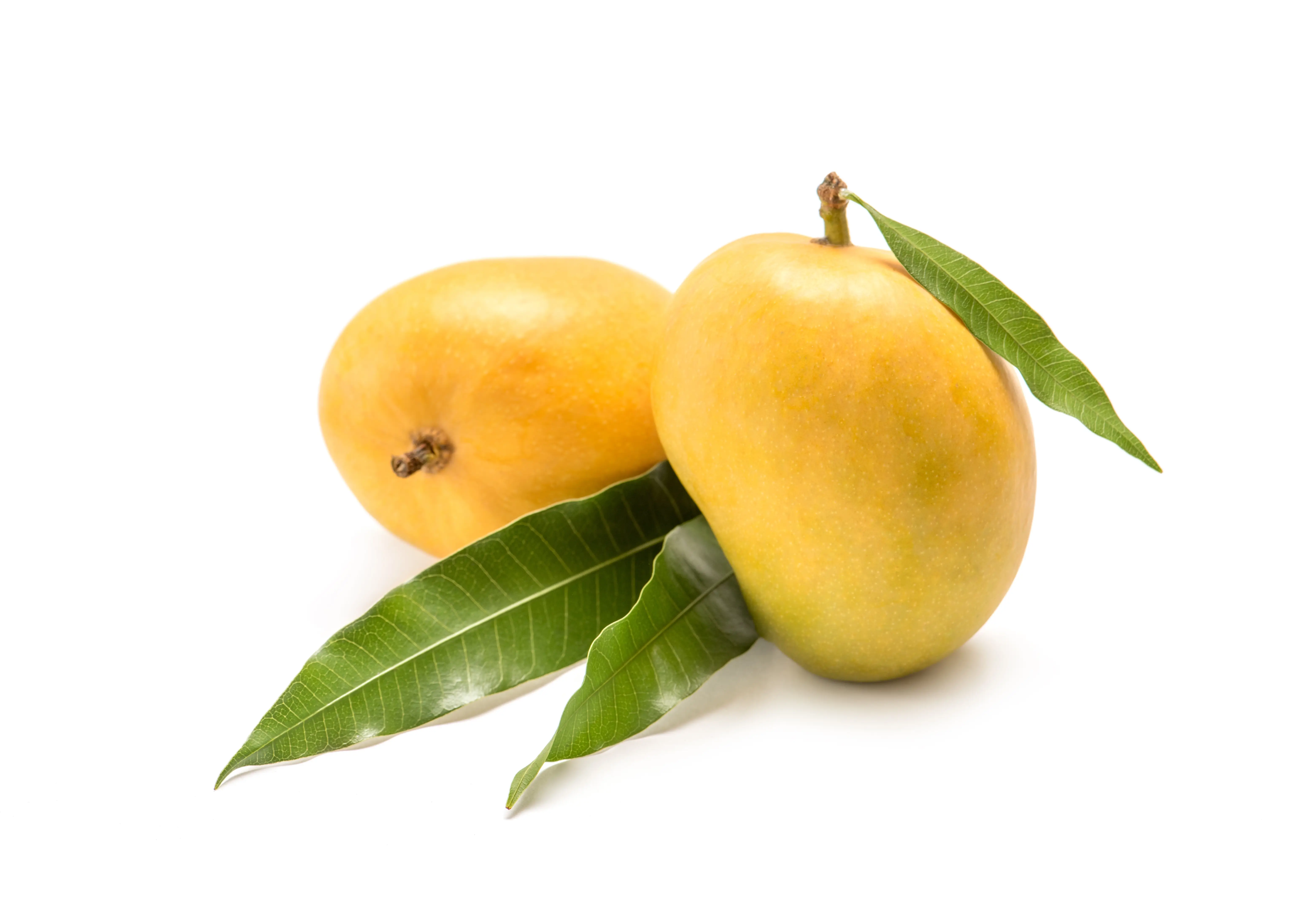 Buy Mango Banganapalli online in Hyderabad - Deep Rooted