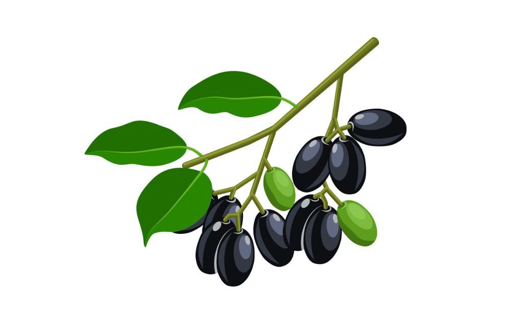 Boost Your Health Naturally with Jamun: An Overview of Its Top Benefits