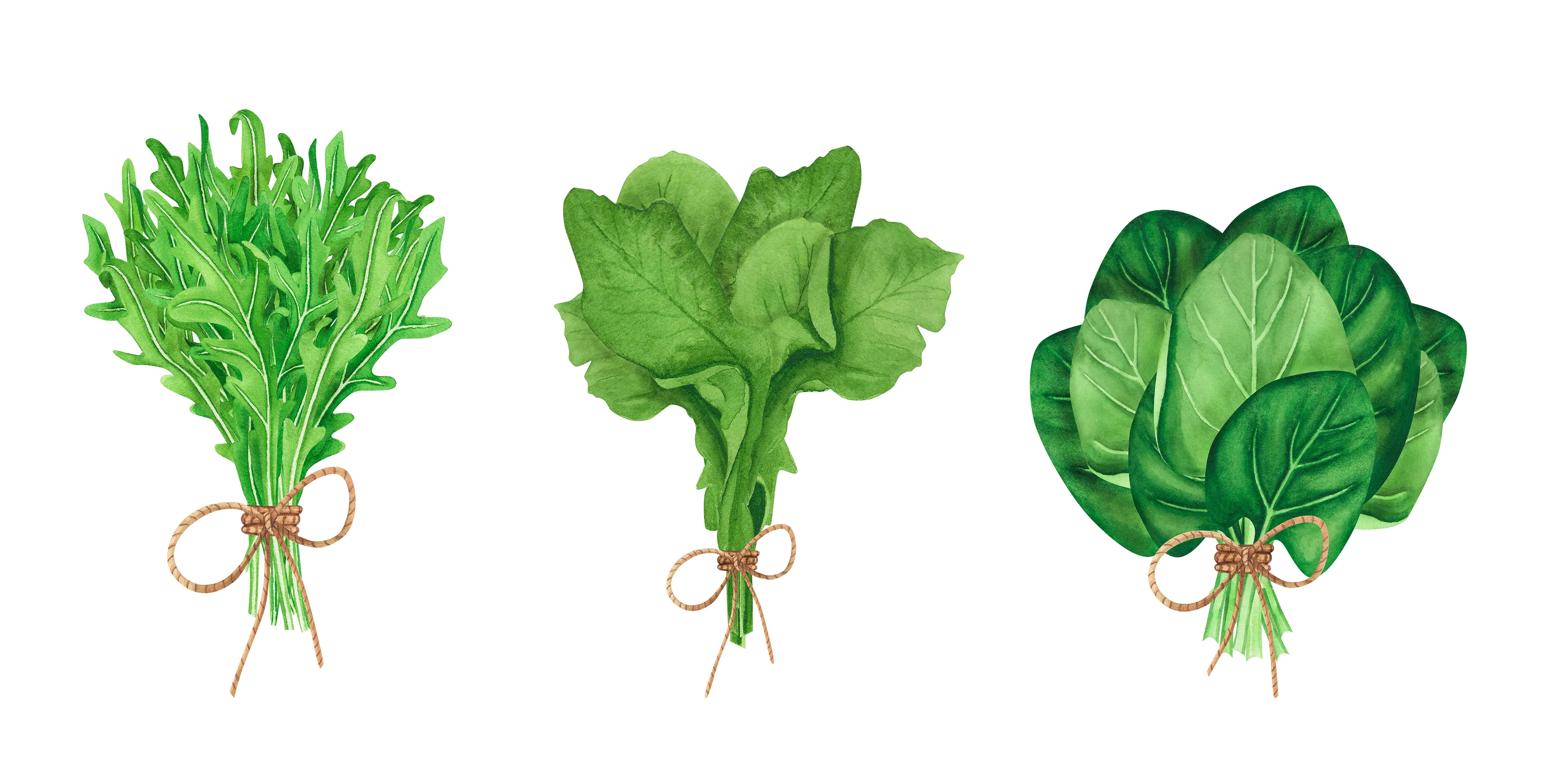 Leafy vegetables set agriculture and green plant Vector Image