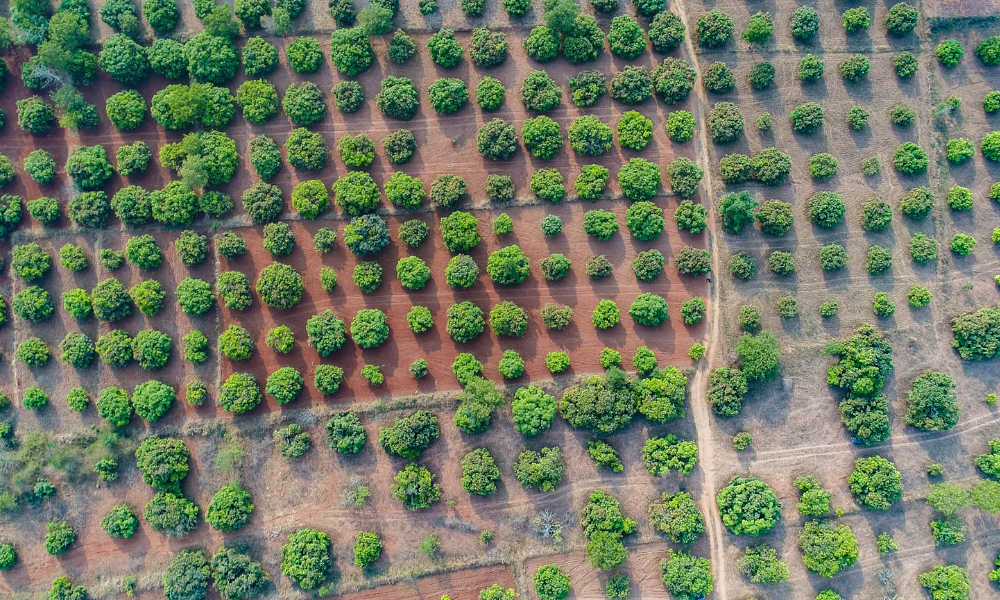 Environmental Impact of Mango Cultivation