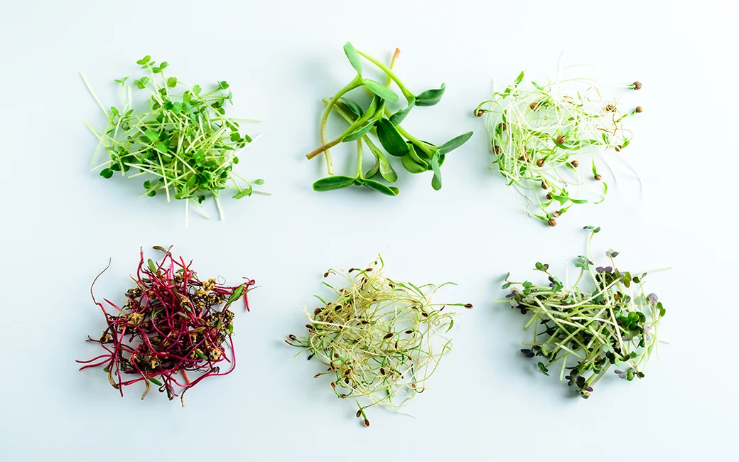 Microgreens for teens: 6 reasons why you must include Microgreens in your child’s diet