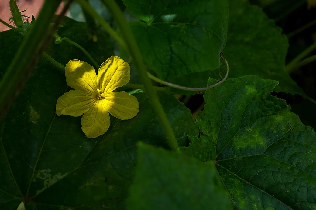 Flower Power- Meet the Flowers of your Favorite Vegetables 