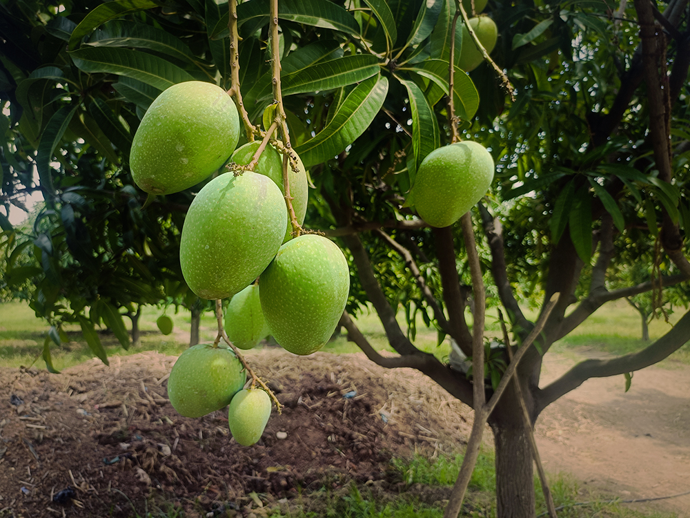 Banganapalle Mango: The Sweetheart of South