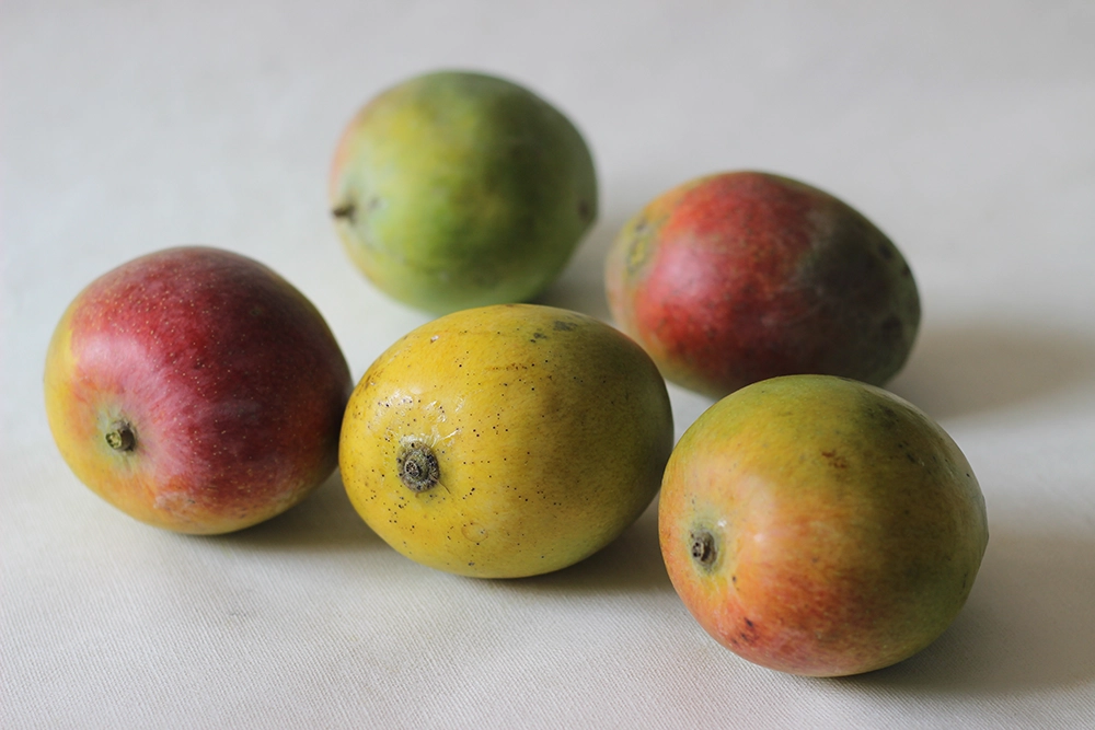 Sindhura Mango- Lalbagh 