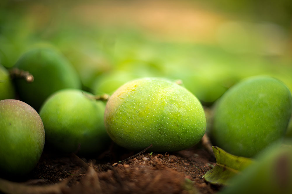 Badami Mango- The Alphonso of Karnataka