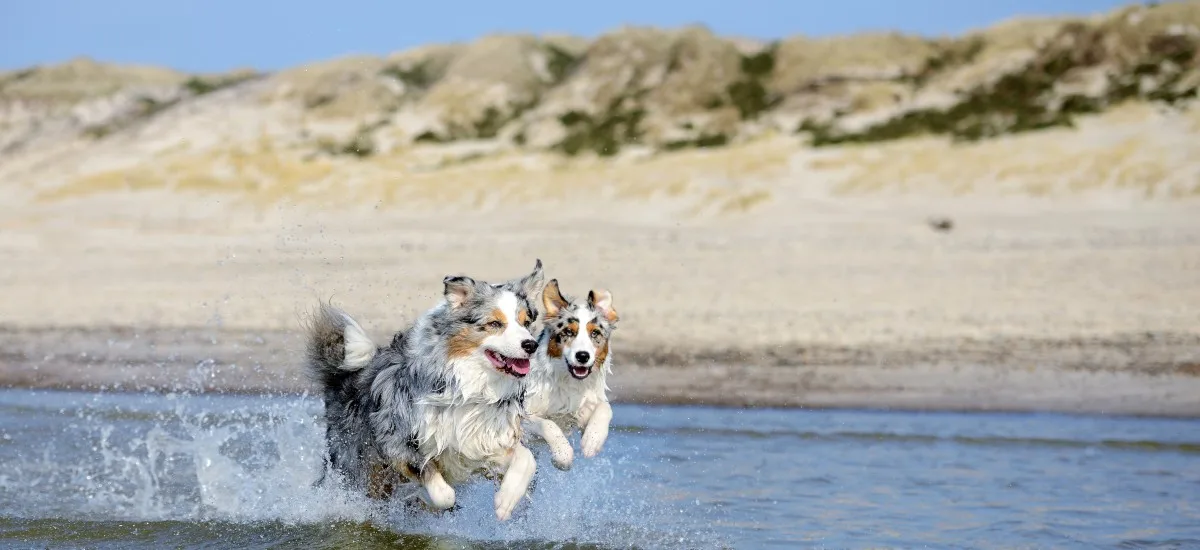 Hund Dänemark Strand