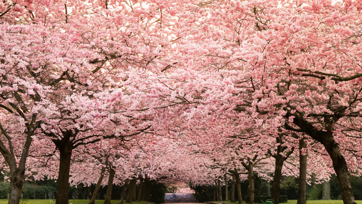 Allee mit rosa blühenden Kirschbäumen in Kopenhagen