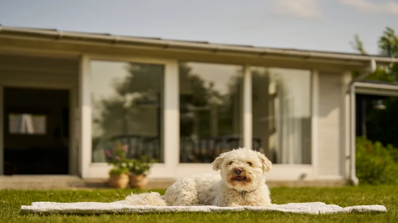 Ein weißer Hund liegt vor einem Ferienhaus auf einer Decke im Garten.